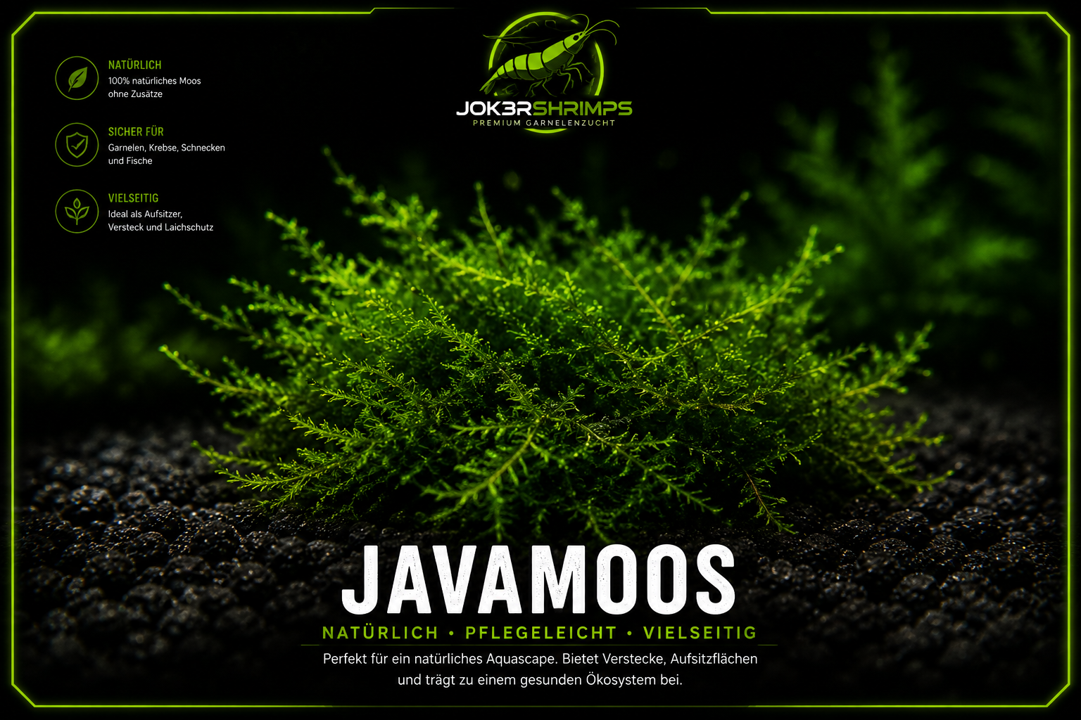 Java Moos (Taxiphyllum barbieri)